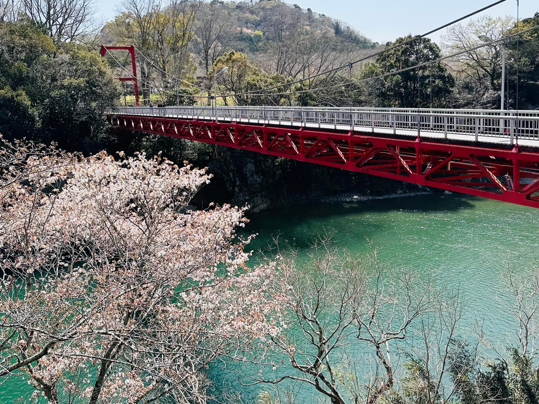 桜淵公園の開花情報〜🌸