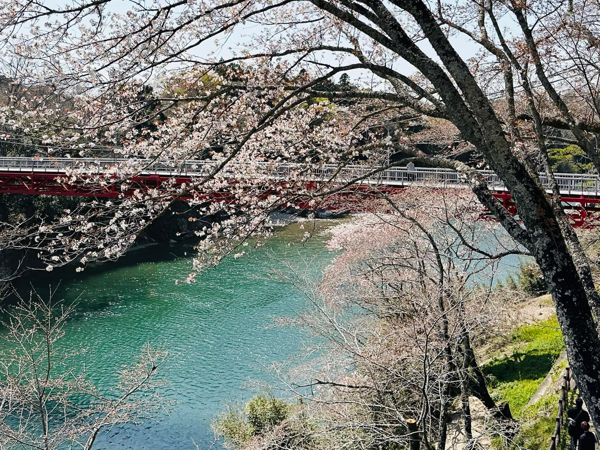 桜淵公園の開花情報〜🌸