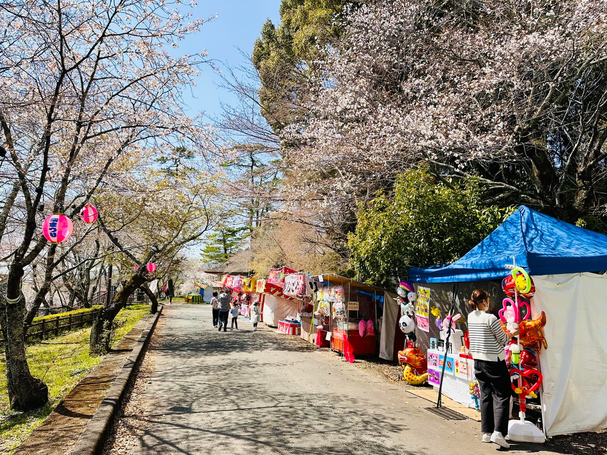 桜淵公園の開花情報〜🌸