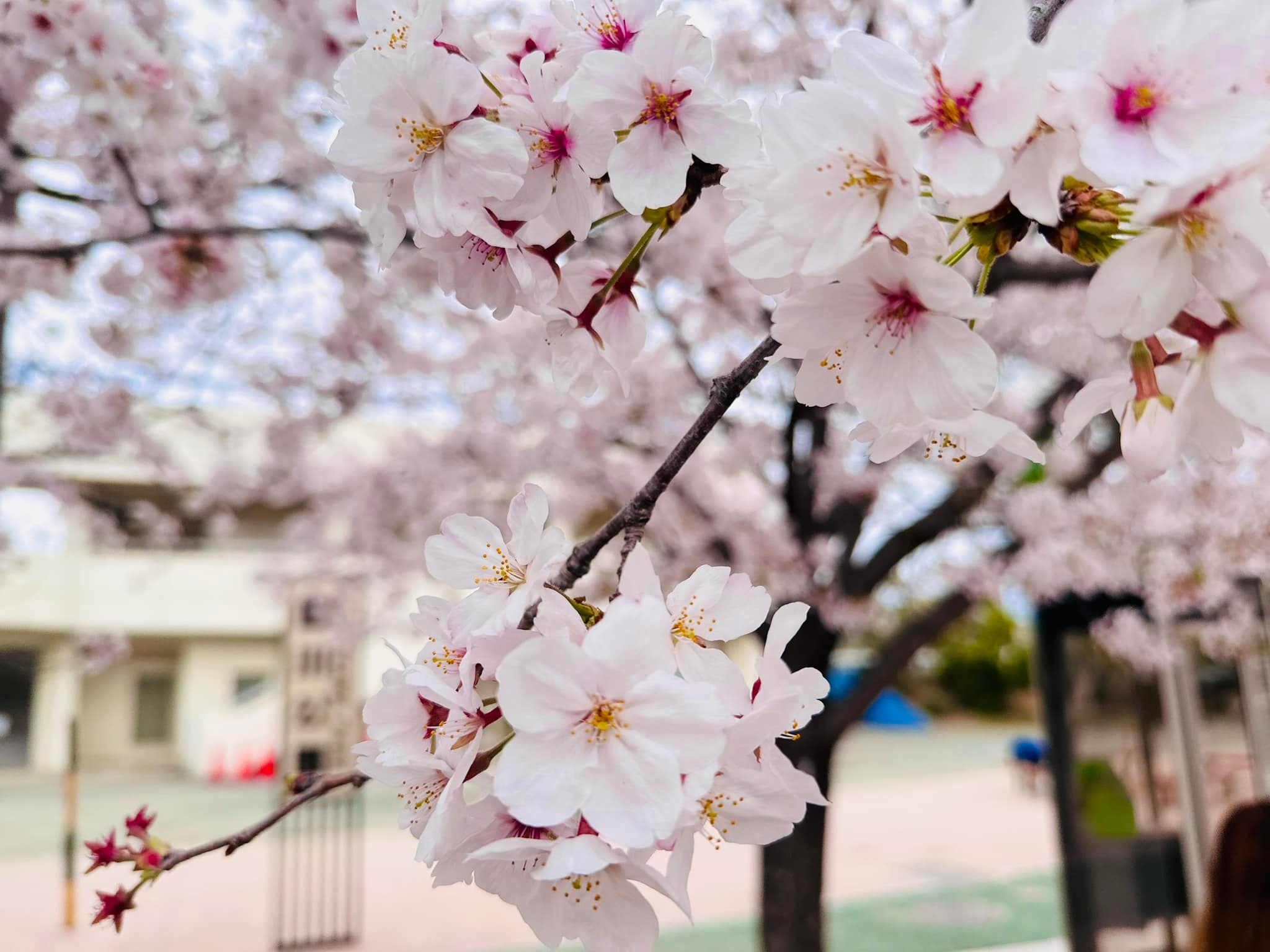 豊川市へ出たついでに🌸